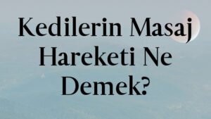 Kedilerin Masaj Hareketi Ne Demek?