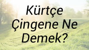 Kürtçe Çingene Ne Demek?