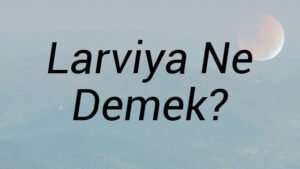 Larviya Ne Demek?